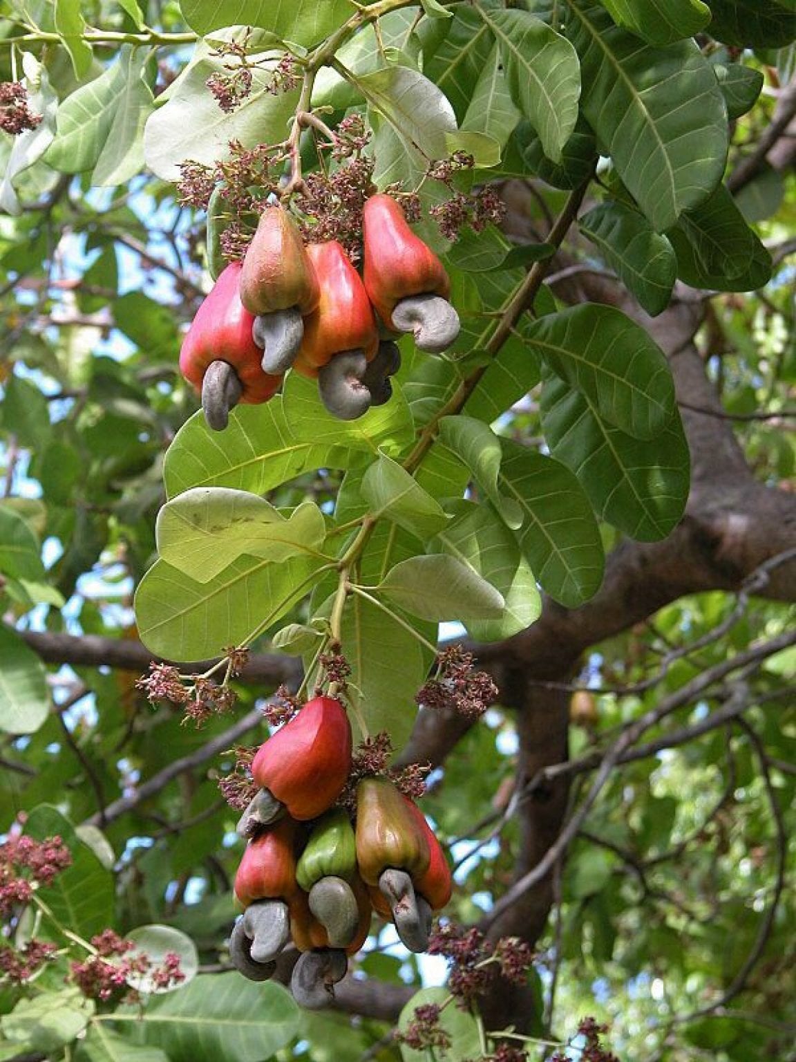 a photo of a fruiting cashew tree