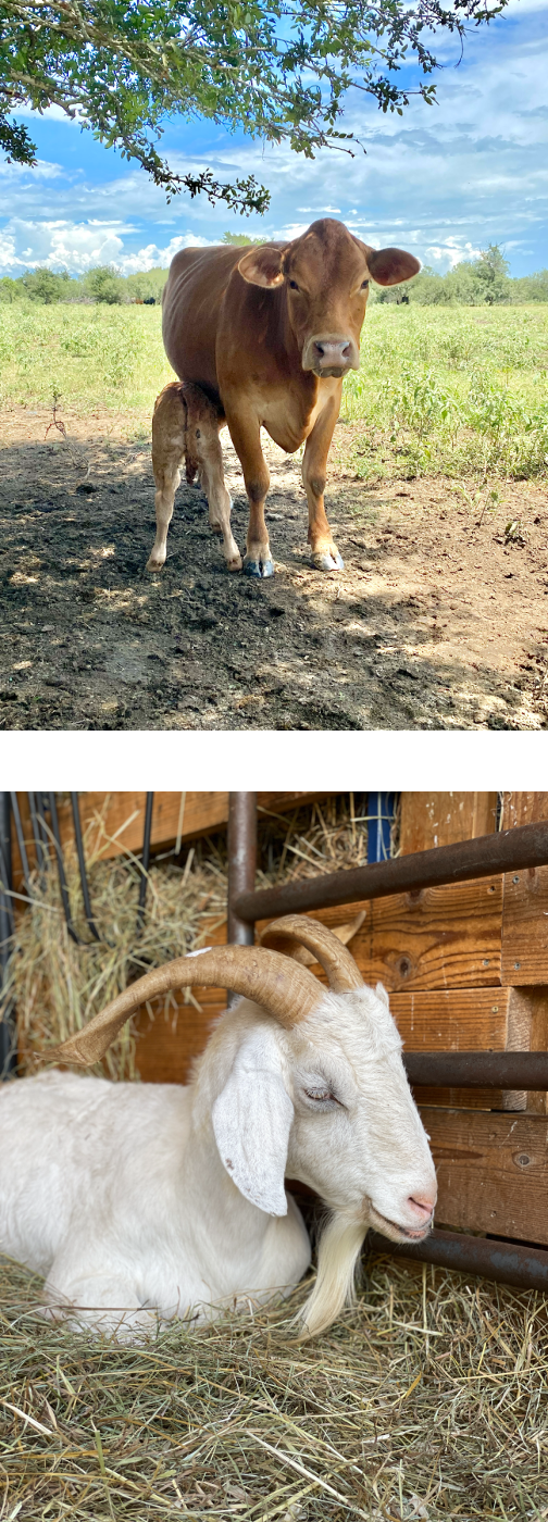 pictures of a nursing calf and cow, and a goat laying on a bed of straw